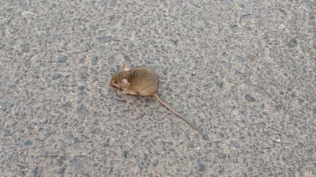 Preocupación por plaga de ratones en villa de Quillota