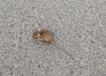 Preocupación por plaga de ratones en villa de Quillota