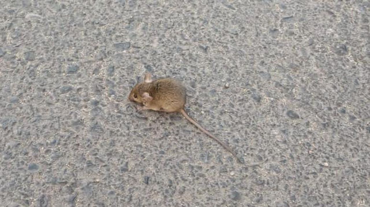 Preocupación por plaga de ratones en villa de Quillota