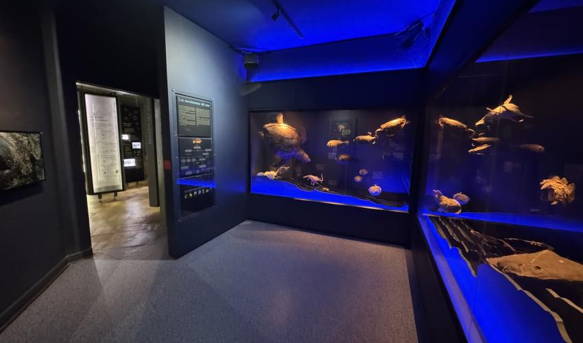 Museo Fonck en Viña del Mar