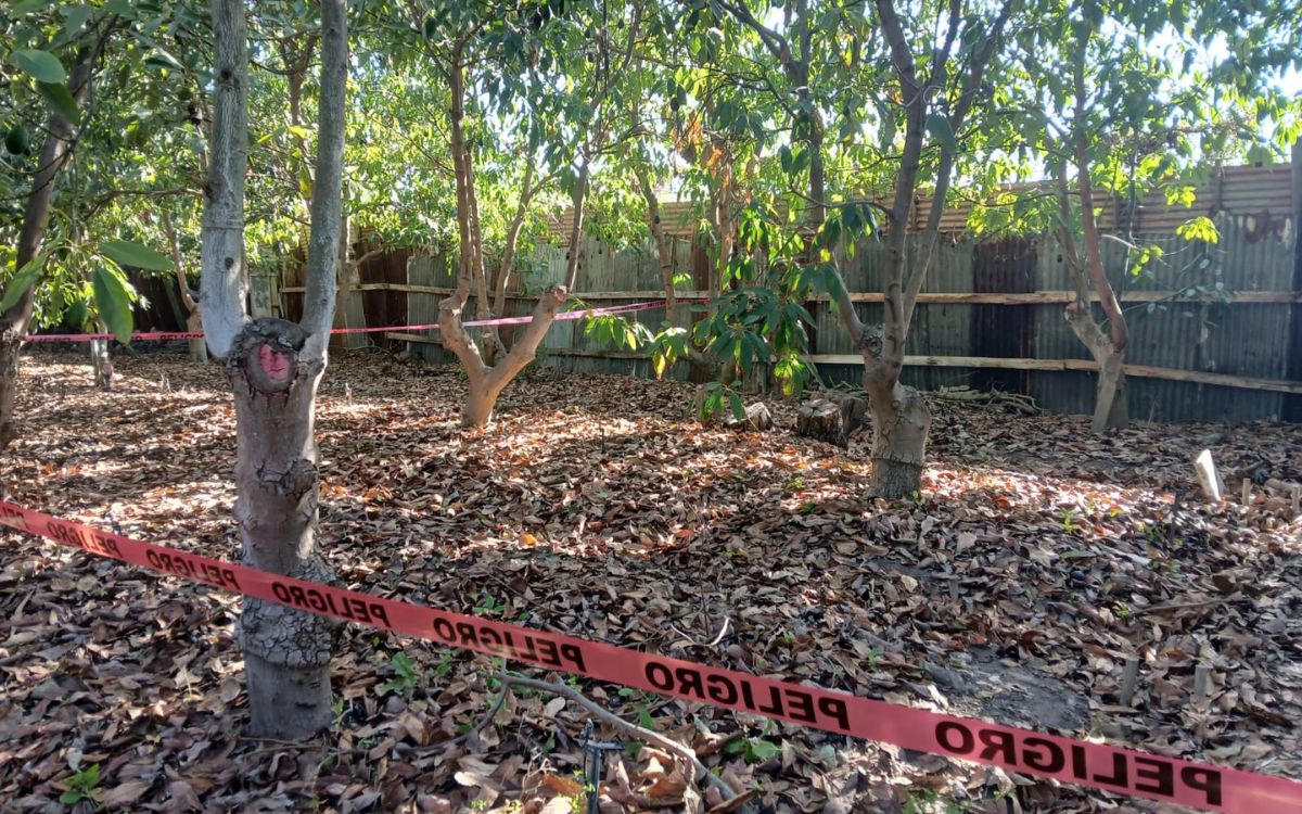 Audiencia en Quillota por disparos a sujeto que entró a robar paltas