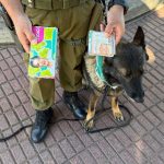 Con el apoyo de "Fiona" Carabineros evitó intento de estafa en Quillota