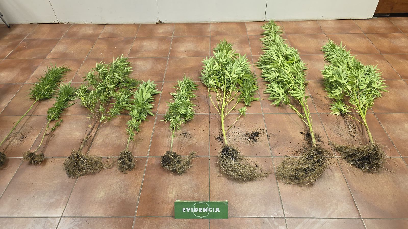 Descubren cultivo con ocho plantas de cannabis en cerro de Quillota