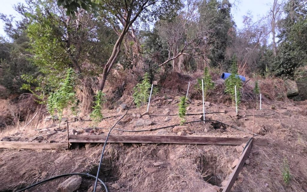 Descubren cultivo con ocho plantas de cannabis en cerro de Quillota
