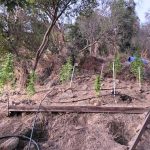 Descubren cultivo con ocho plantas de cannabis en cerro de Quillota