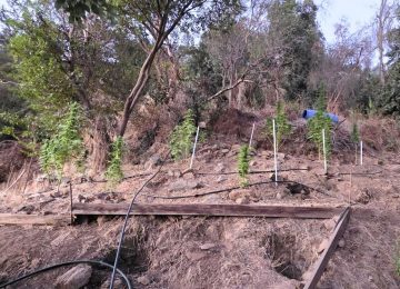 Descubren cultivo con ocho plantas de cannabis en cerro de Quillota