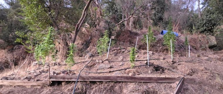 Descubren cultivo con ocho plantas de cannabis en cerro de Quillota