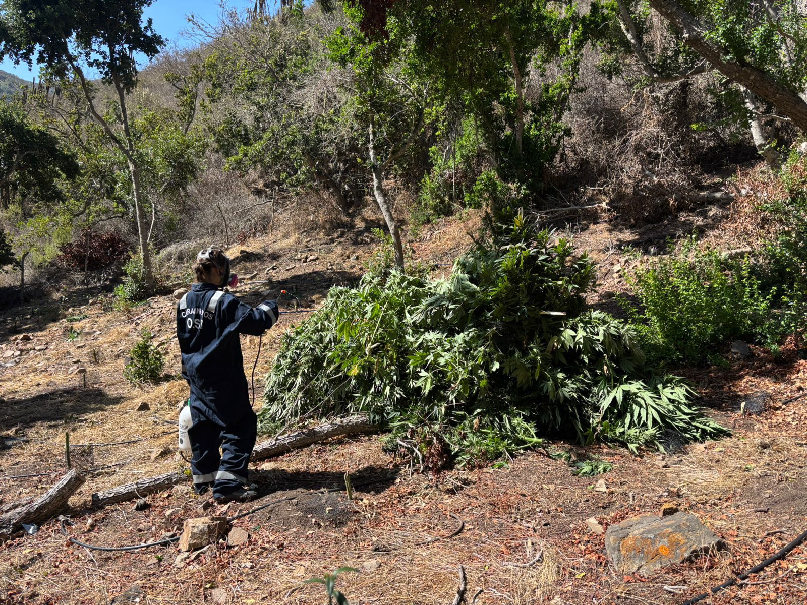 Incautan 131 plantas de cannabis y 43 kilos de marihuana en Los Molles