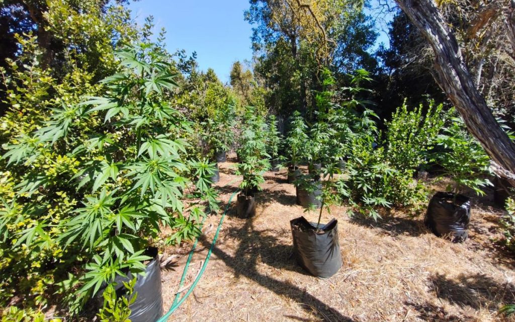 Incautan 131 plantas de cannabis y 43 kilos de marihuana en Los Molles