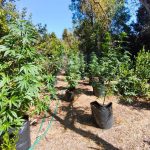 Incautan 131 plantas de cannabis y 43 kilos de marihuana en Los Molles