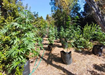 Incautan 131 plantas de cannabis y 43 kilos de marihuana en Los Molles