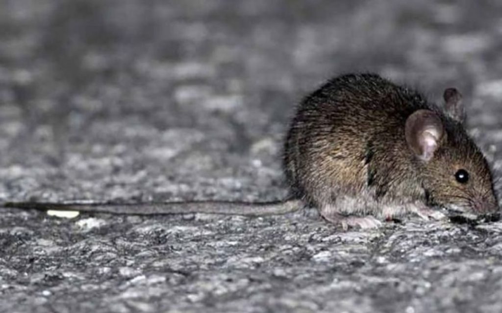 Instituto de Salud Pública confirma que muerte de niña de Hijuelas fue por Hantavirus
