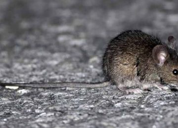 Instituto de Salud Pública confirma que muerte de niña de Hijuelas fue por Hantavirus