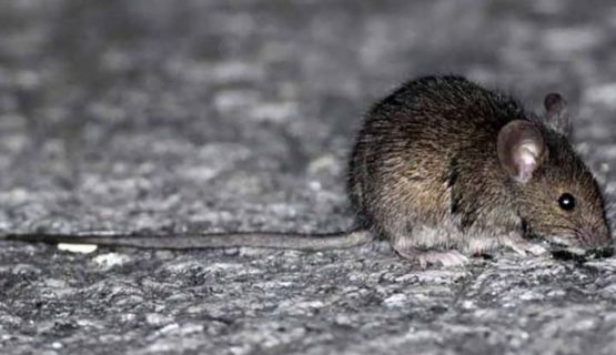 Instituto de Salud Pública confirma que muerte de niña de Hijuelas fue por Hantavirus