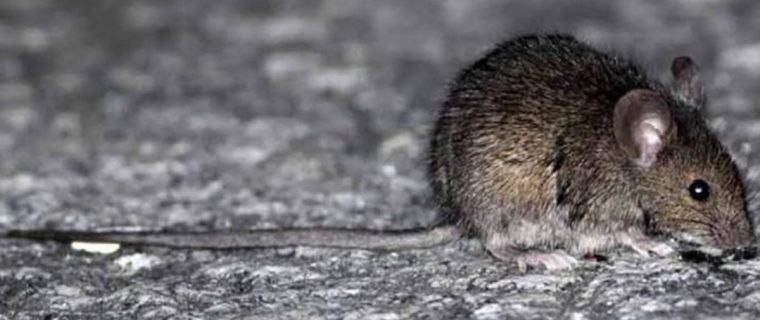Instituto de Salud Pública confirma que muerte de niña de Hijuelas fue por Hantavirus
