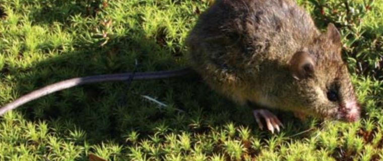 En Hijuelas coordinan labores preventivas por el virus Hanta