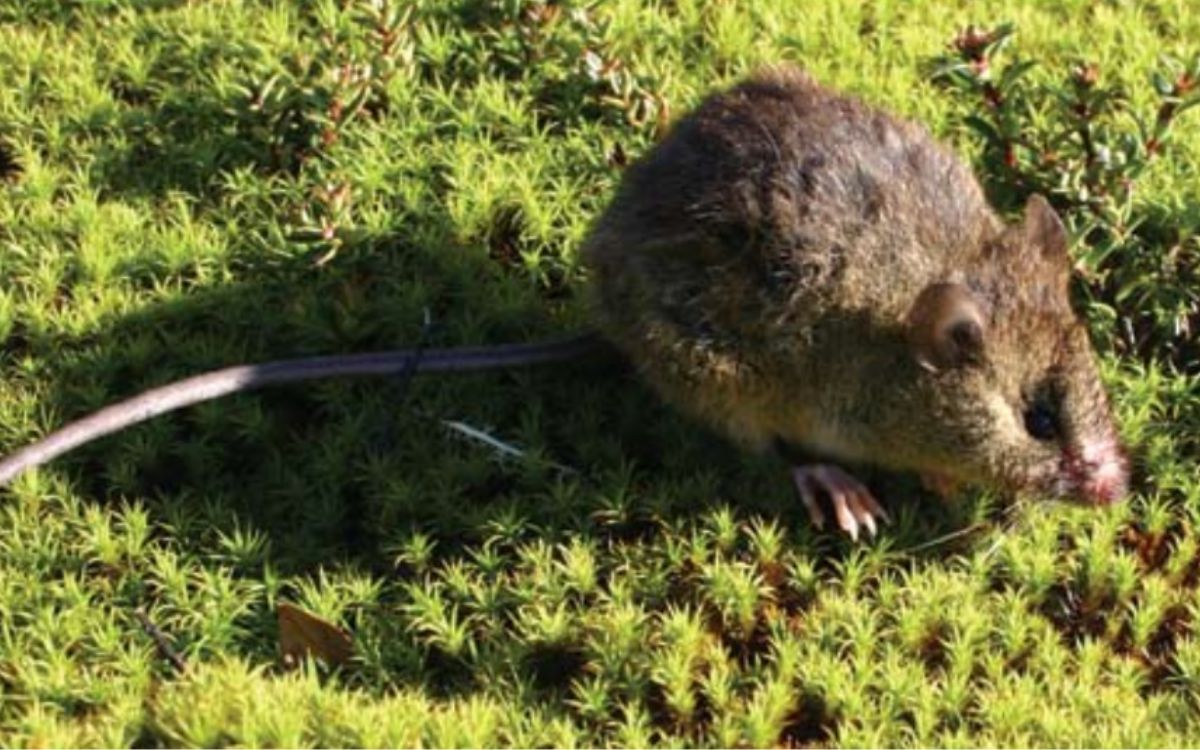 En Hijuelas coordinan labores preventivas por el virus Hanta