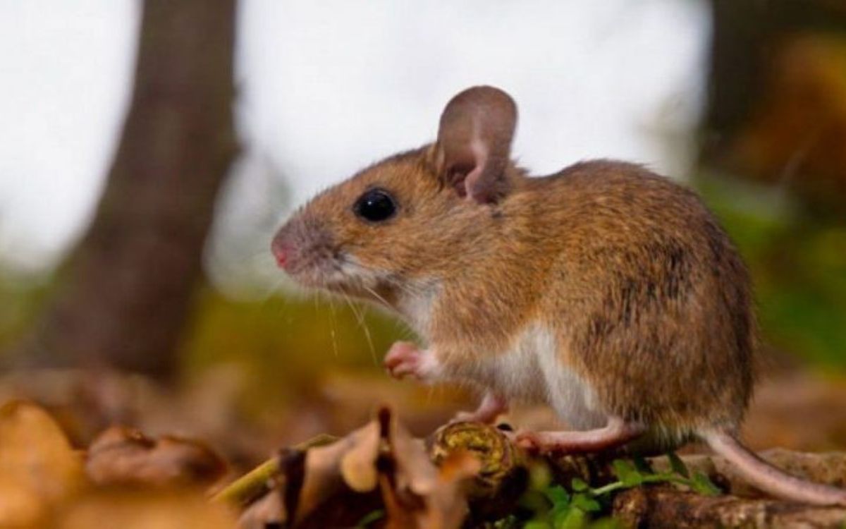 Lo que se conoce del contagio de Hantavirus en Hijuelas