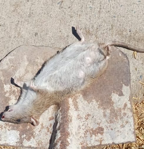 Plaga de ratones preocupa a vecinos en sector cercano a colegios de Quillota