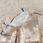 Plaga de ratones preocupa a vecinos en sector cercano a colegios de Quillota