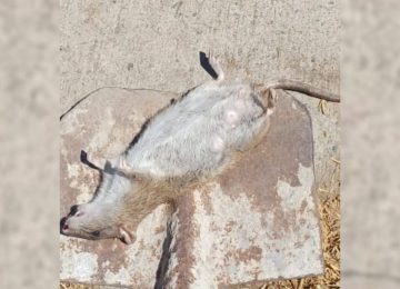 Plaga de ratones preocupa a vecinos en sector cercano a colegios de Quillota