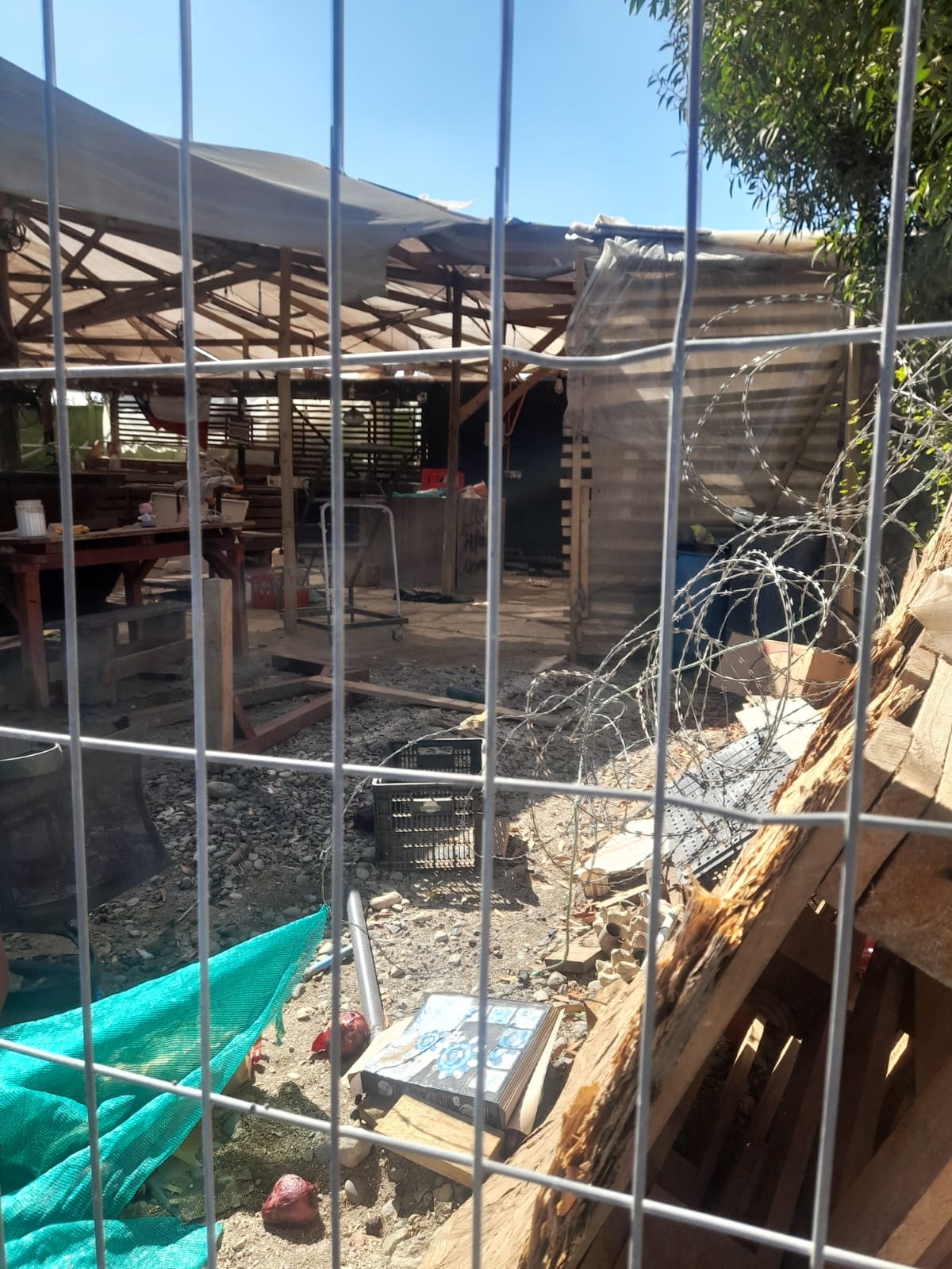 Plaga de ratones preocupa a vecinos en sector cercano a colegios de Quillota