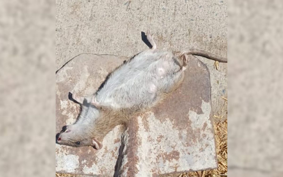 Plaga de ratones preocupa a vecinos en sector cercano a colegios de Quillota