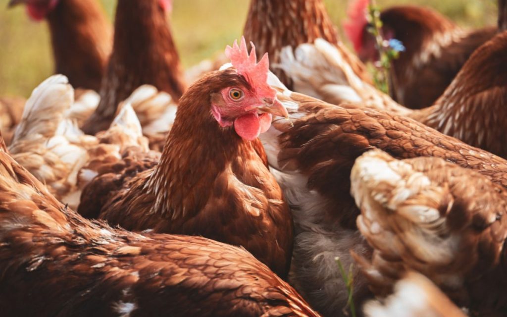 SAG dará charla informativa sobre Influenza Aviar en El Melón