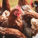 SAG dará charla informativa sobre Influenza Aviar en El Melón