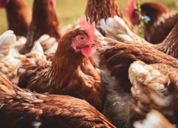 SAG dará charla informativa sobre Influenza Aviar en El Melón