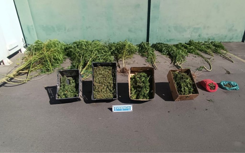 SIP La Calera incauta 10 kilos de marihuana y plantas de cannabis