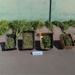 SIP La Calera incauta 10 kilos de marihuana y plantas de cannabis