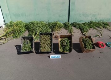 SIP La Calera incauta 10 kilos de marihuana y plantas de cannabis