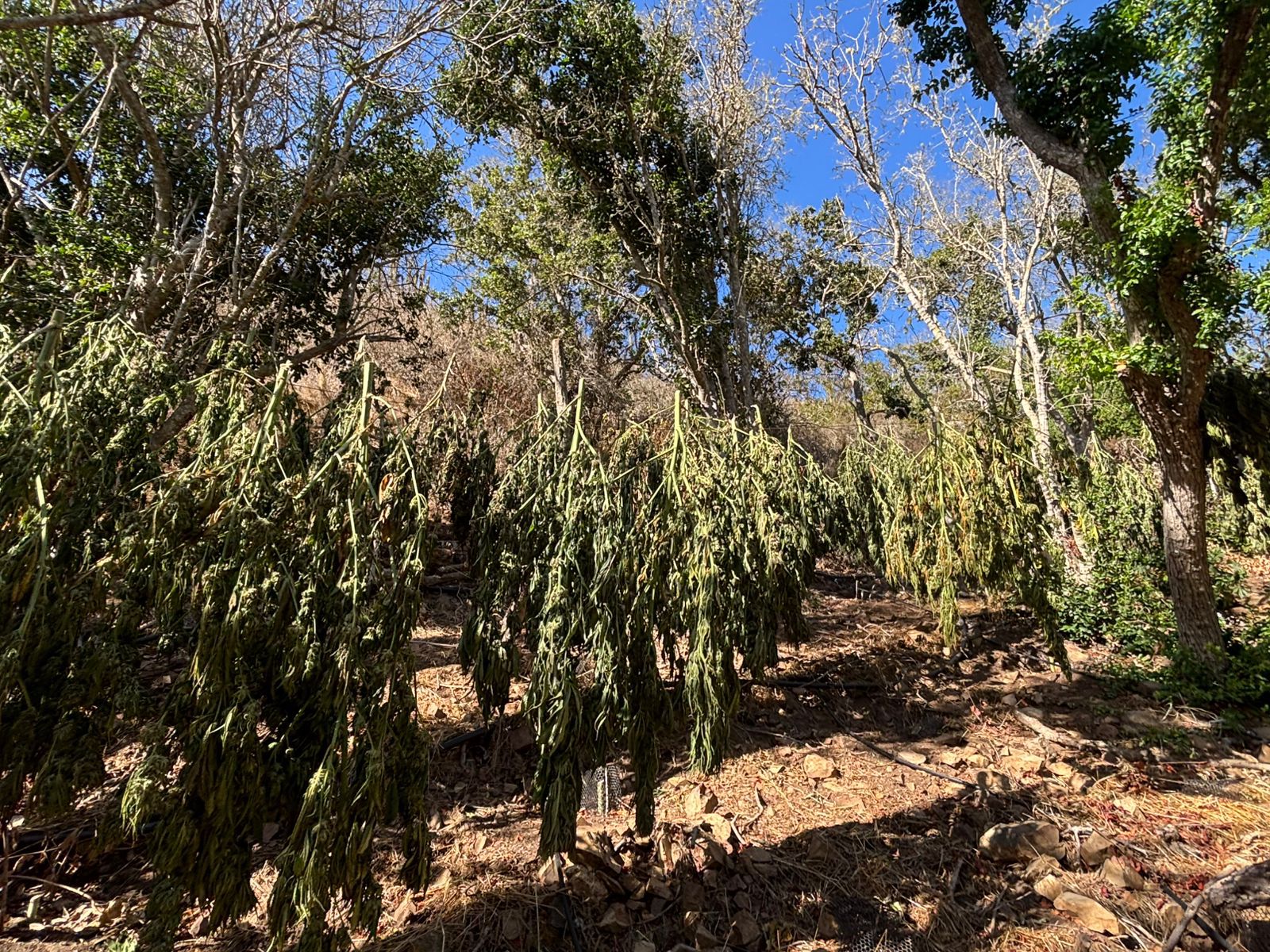 Incautan 131 plantas de cannabis y 43 kilos de marihuana en Los Molles