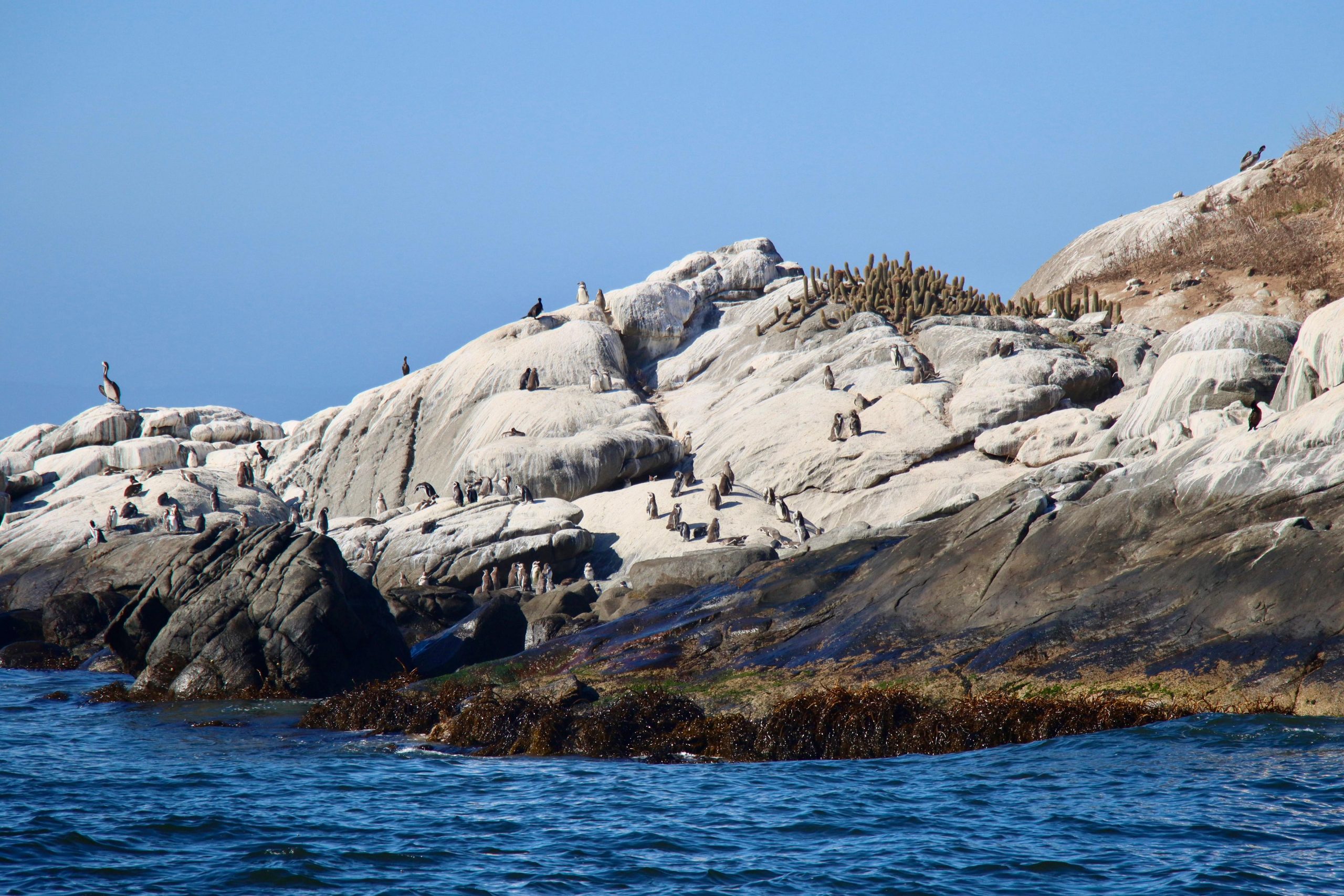 Zapallar Comenzó restauración ecológica para proteger al pingüino de Humboldt