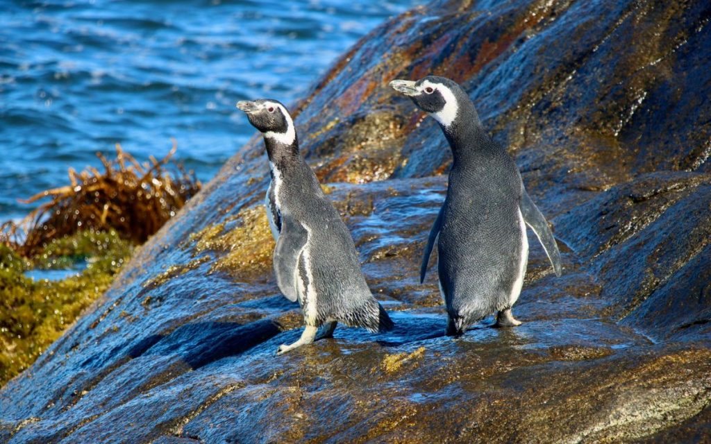 Zapallar: Comenzó restauración ecológica para proteger al pingüino de Humboldt