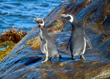Zapallar: Comenzó restauración ecológica para proteger al pingüino de Humboldt