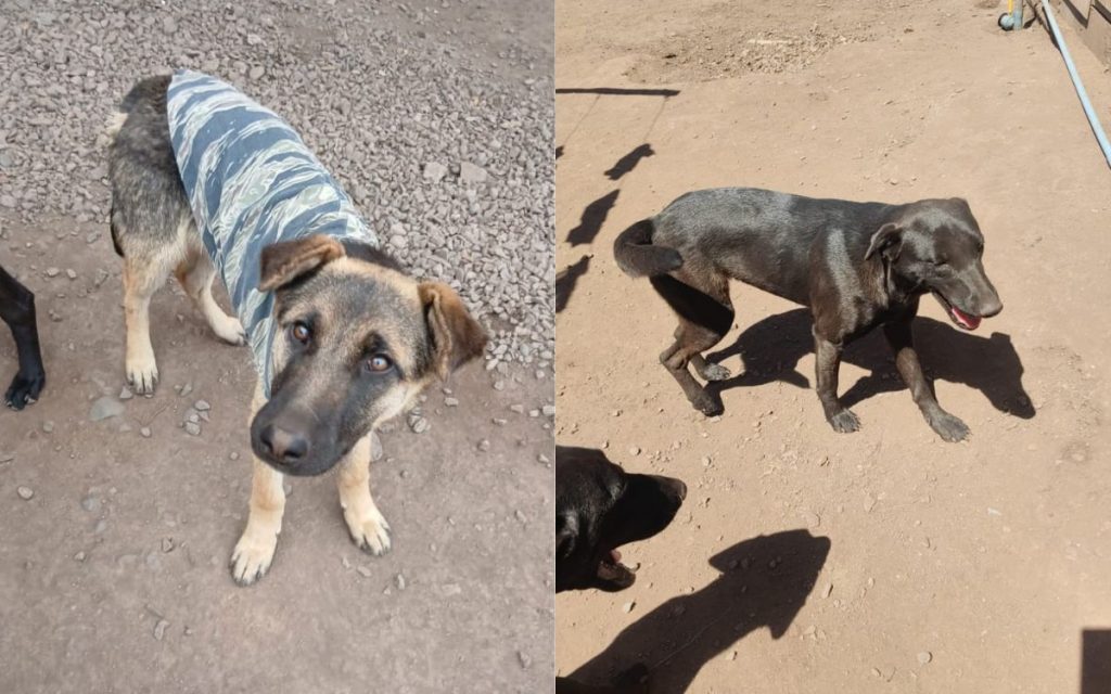 El Melón: Presentan querella por letal envenenamiento de al menos siete perros