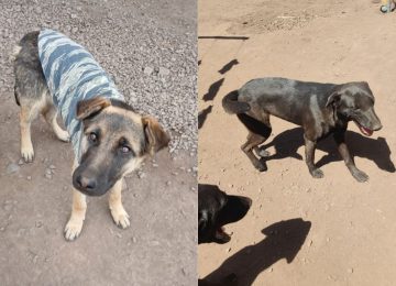 El Melón: Presentan querella por letal envenenamiento de al menos siete perros