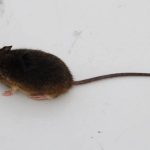 Así se realiza el proceso para confirmar un caso de virus Hanta