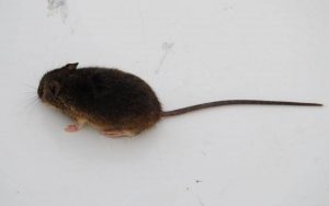 Así se realiza el proceso para confirmar un caso de virus Hanta