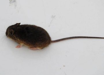 Así se realiza el proceso para confirmar un caso de virus Hanta