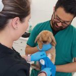 uvm atencion veterinaria