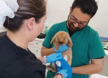 uvm atencion veterinaria