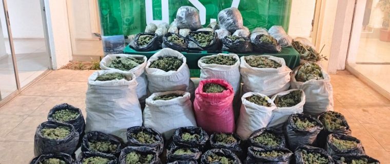 Descubren acopio con 170 kilos de droga en Cabildo