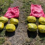 Descubren sacos con 8 kilos de marihuana en terreno de Hijuelas