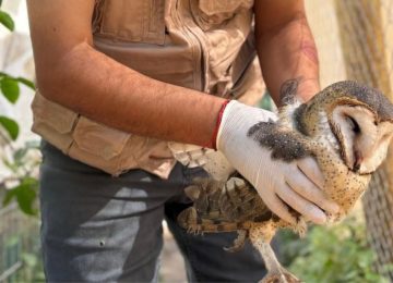 El ave silvestre quedó bajo los cuidados de la Fundación "Ñamku".