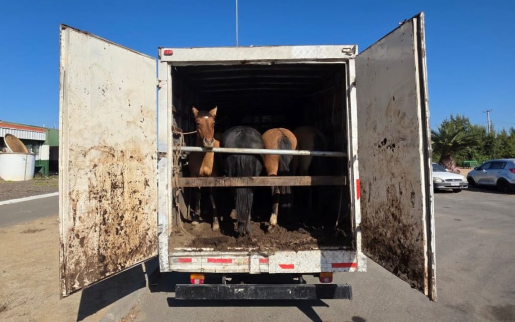 En Catapilco recuperan camión y animales robados