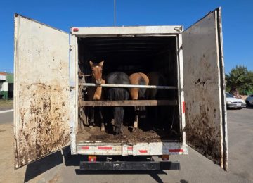 En Catapilco recuperan camión y animales robados