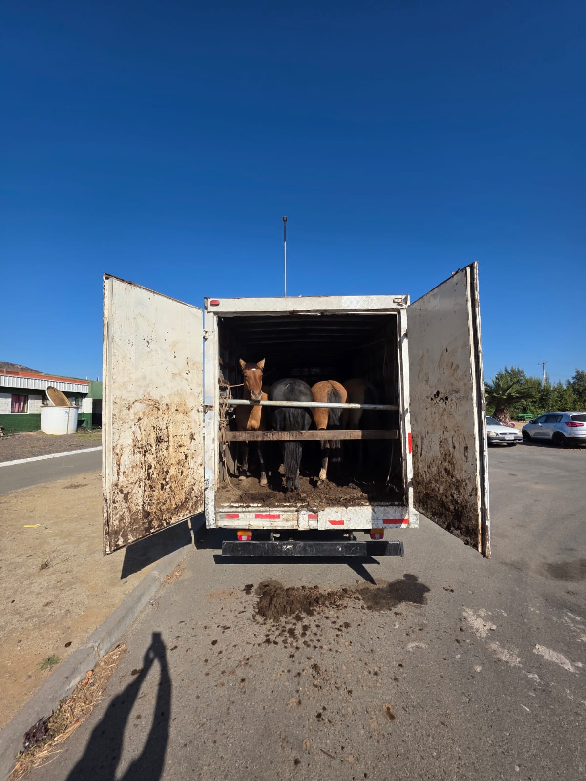 En Catapilco recuperan camión y animales robados